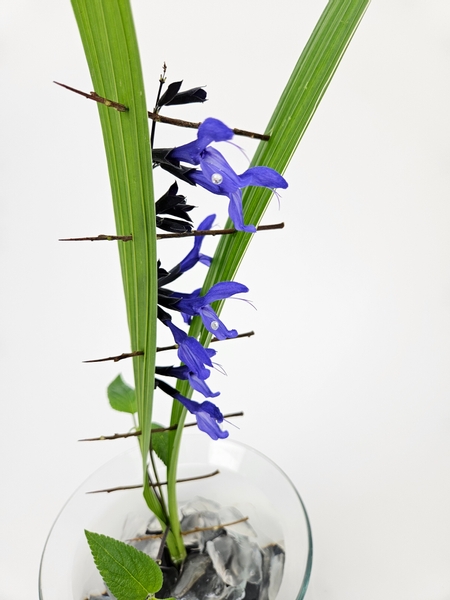 Deep blue salvia flowers in a summer floral display