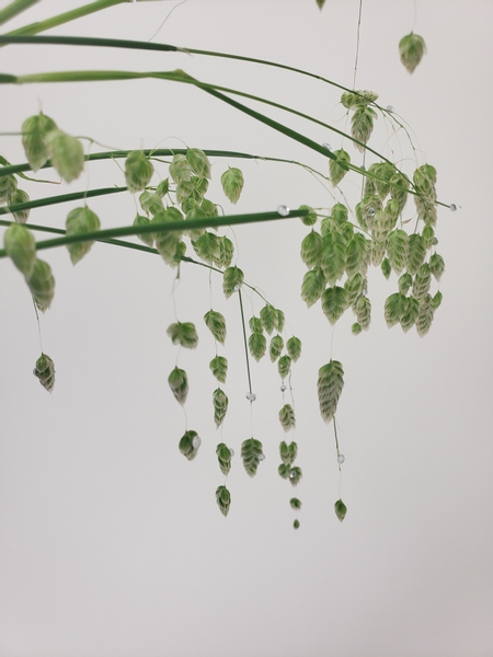 Magical Quaking Grass in a flower arrangement