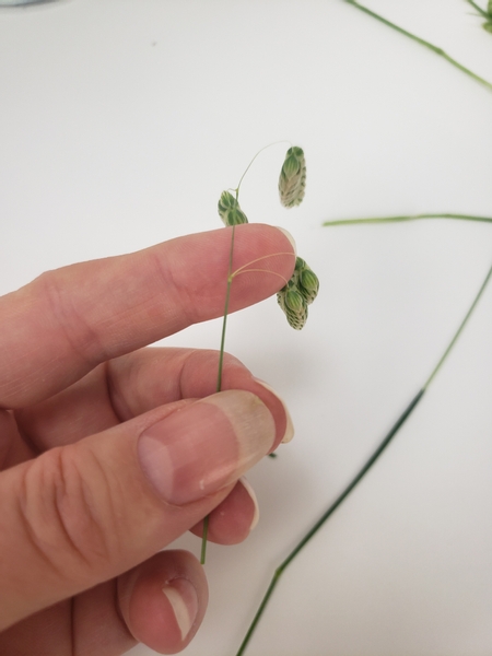 Next I groom a few additional seedheads to create the dangling drops