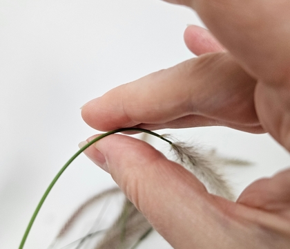 Curve fountain grass... a bit... or a lot... and how to choose grass that is straight for more height