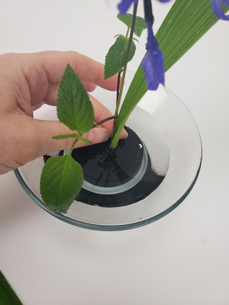 Slip a tall leaf over the Salvia stem from one side.