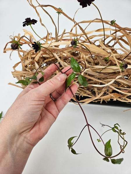 Carefully guide the vine not to catch on the foliage