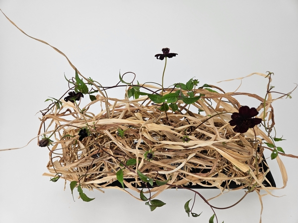 Chocolate cosmos and straw fall floral display