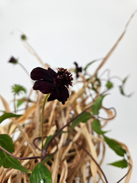 Chocolate cosmos in an autumn floral display