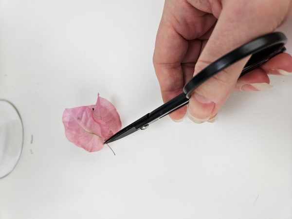 Cut away the dry flower stem