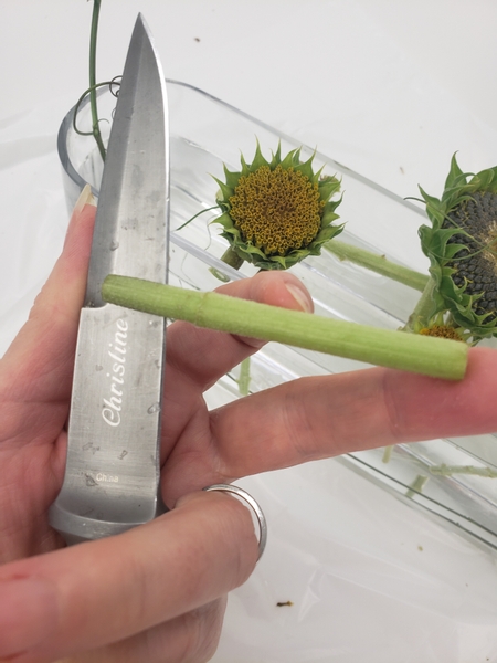 Cut into the stem with a sharp knife