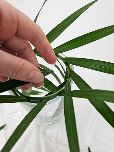 Cut out the terminal leaflets at the tip of the palm