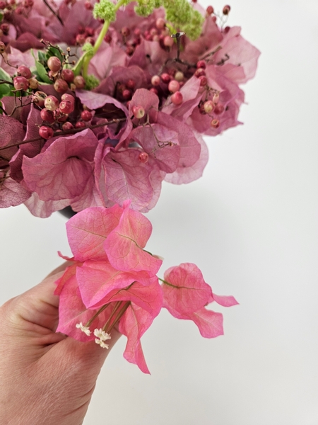 Dried  Bougainvillaea flowers