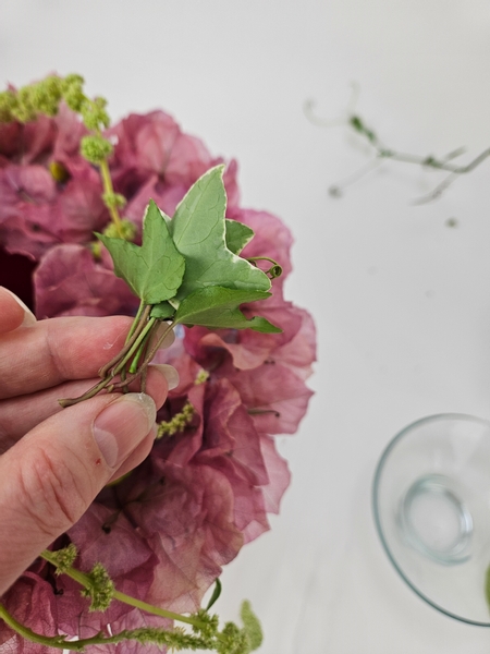 Gather the ivy leaf and vine flowers by the stems