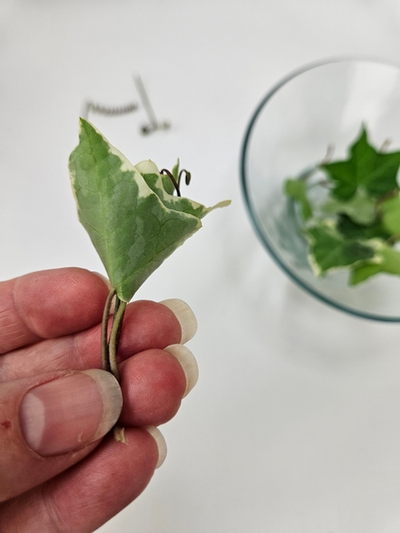 Keep the tendril stem and the leaf stems long