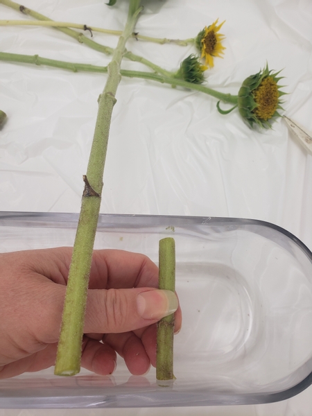 Measure out the stem and cut it to fit snugly in the container