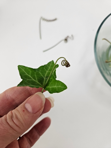 Place the tendril on an ivy leaf