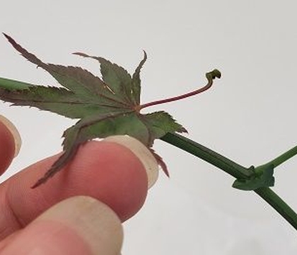 Toning down the summer up into the earliest autumn