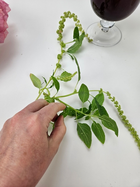 Remove the foliage from a green Amaranth stem