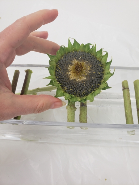 Slip the heavy sunflowers into the container to rest on the wedged in stems