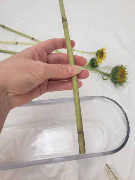 Strong and robust sunflower stems are ideal for wedging into glass containers