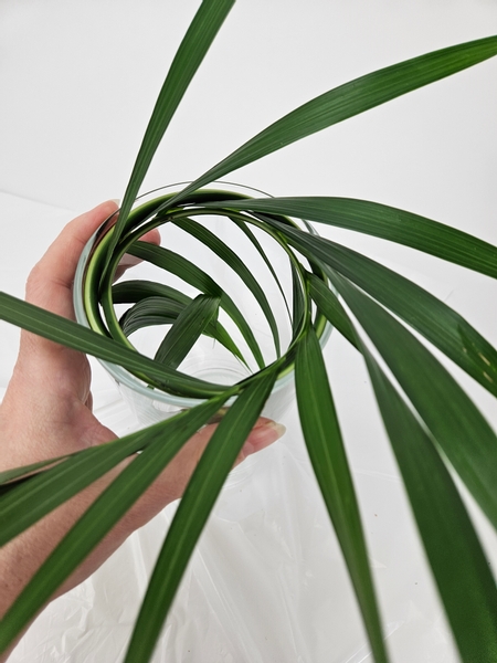 When the palm leaf is neatly rolled inside the container look at it from above