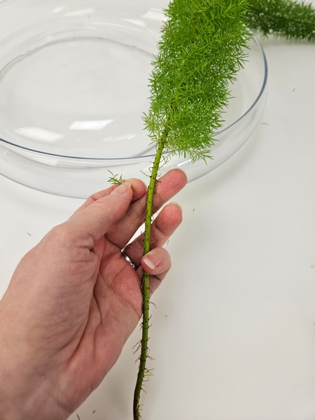 Create a generous stem by stripping a foxtail fern