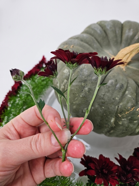 Cut the chrysanthemum stems shorter