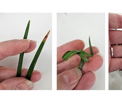 As light as a super thankful pumpkin