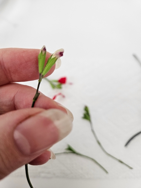 Groom the flower buds so that you only have the two closed buds on a long stem