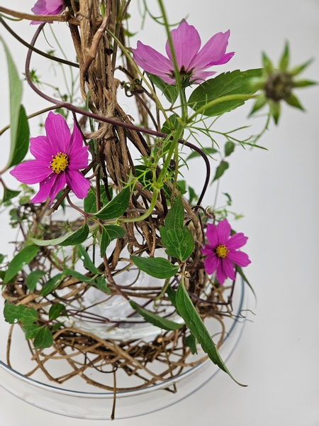 Placing cosmos buds in a vase so that they can open out safely before the autumn storm