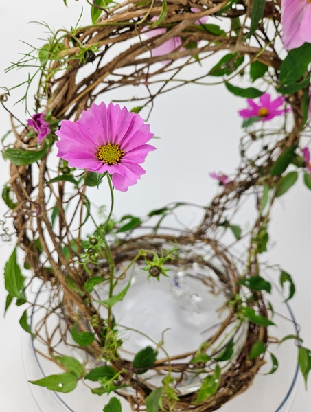 Pretty cosmos flowers from my balcony garden