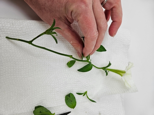 Remove most of the foliage from the petunia stems