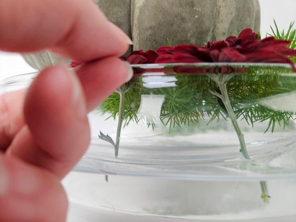 Slip chrysanthemum stems through the foxtail fern and make sure the stems are in the water below so that they remain hydrated