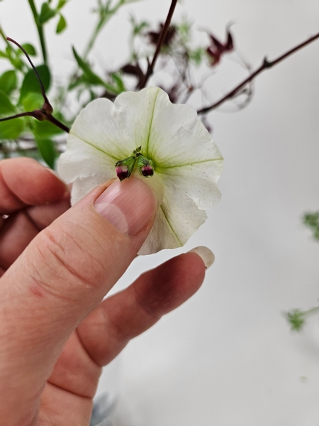 Slip the buds into the petunia