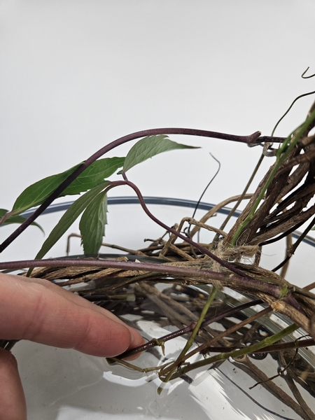 The clematis vines will root in the water and continue to grow hydroponically