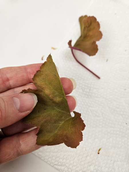 Cut a coral bell leaf in half.