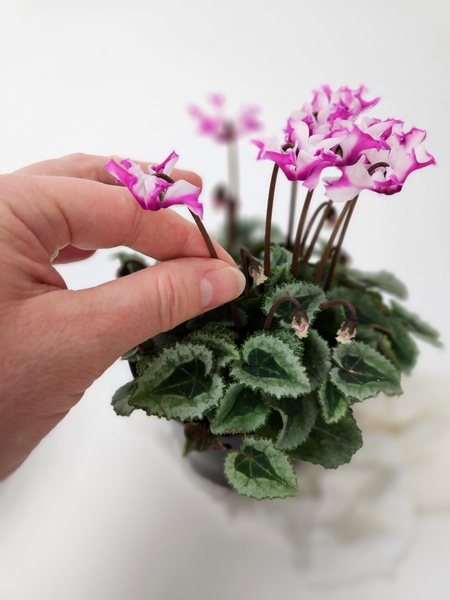 Harvest a few cyclamen flowers from a plant