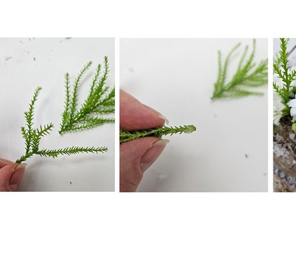 A Very Merry… all elf pass into Santa’s workshop!