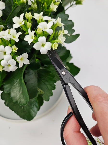 Snip a few kalanchoe flowers from a plant