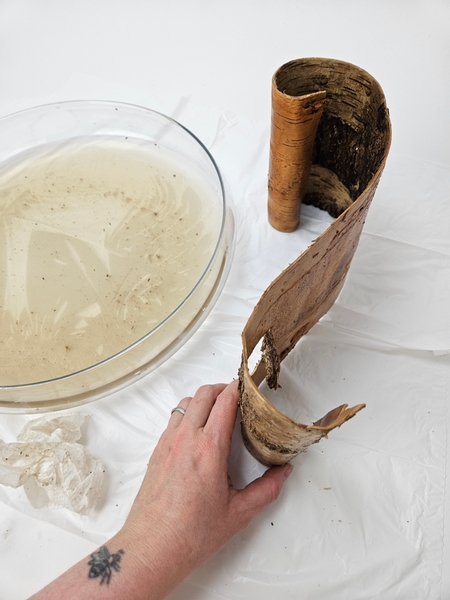 Blot the bark dry with a paper towel and set it aside to dry in the scroll shape