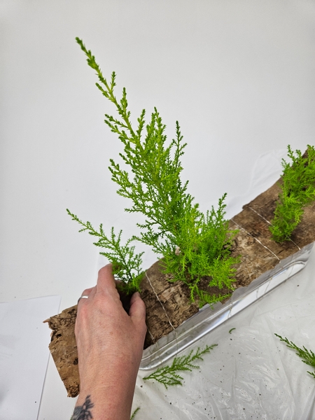 Build up a bit of a forest scene by positioning a few trees on the bark