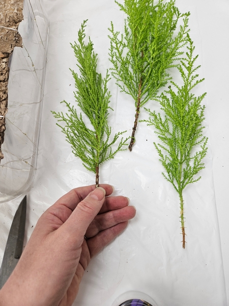 Cut a few lemon cypress sprigs