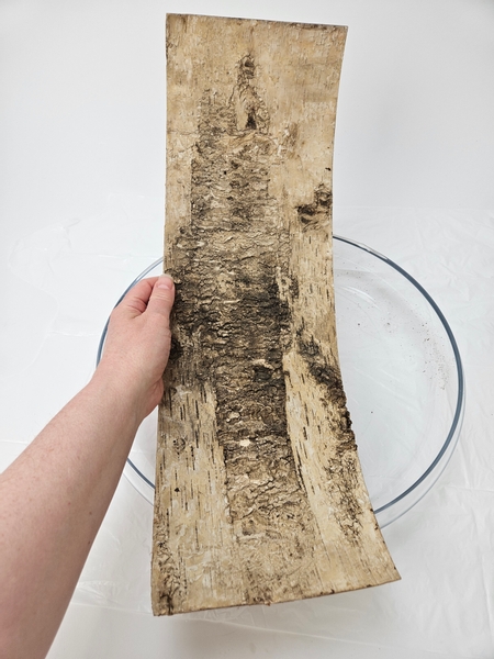 Cut birch bark into a long sheet