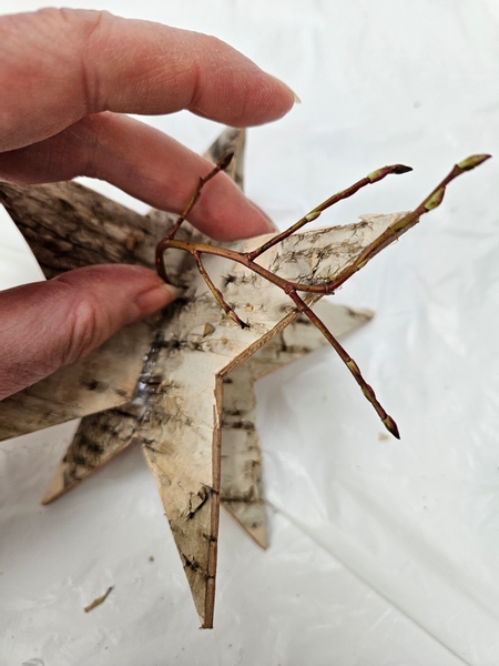 Glue a few huckleberry tip stems on to the bark star