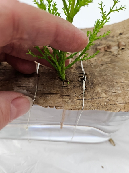 So that the branch is in position above the bark and the cut stem end is well below the water in the container