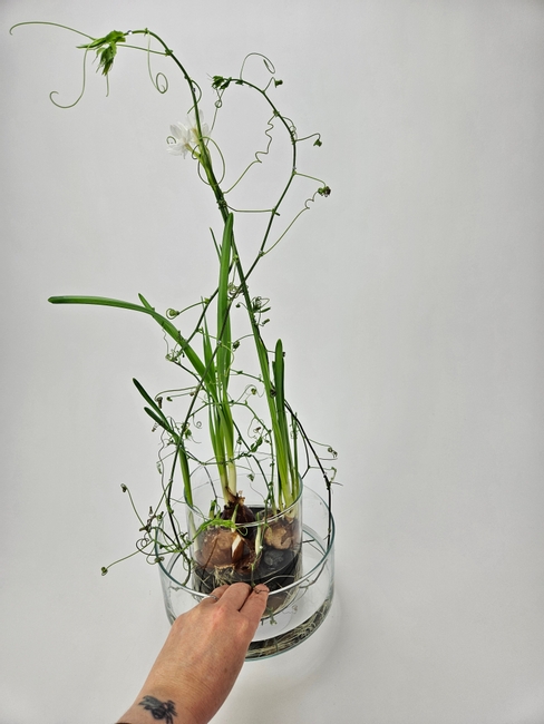 A growing Paperwhite paperweight to secure twirling passion fruit vines under water