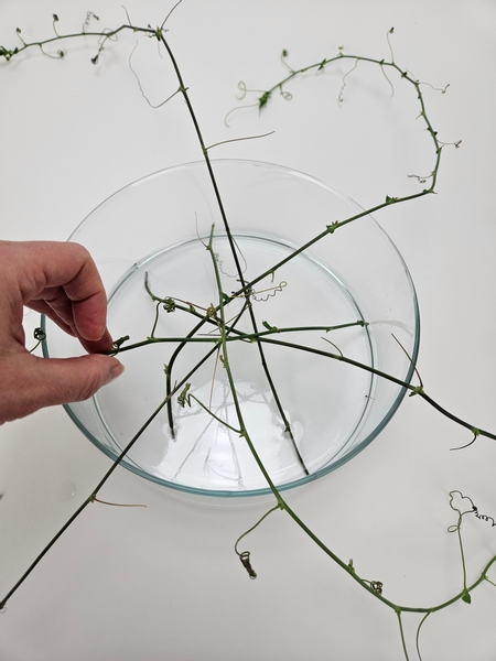 Arrange the vines to radiate out from the display container