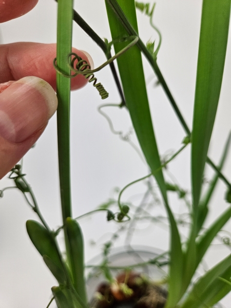 Give the vines a bit of support by guiding the tendrils so that it clings in the shape you want it to be