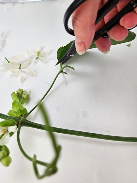 Groom a clematis vine by first snipping away the large leaves