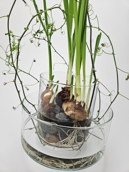 Growing bulbs in water for early Narcissus flowers in winter