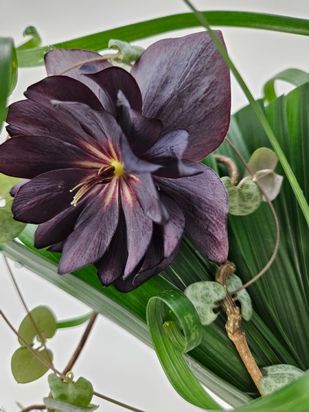 Helleborus with a perfect seedpod ready to cut as a cut flower for a floral arrangement