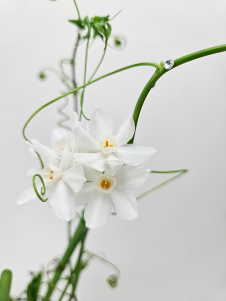 Indoor narcissus Paperwhite Inbal winter flowering bulbs grown on rocks in water