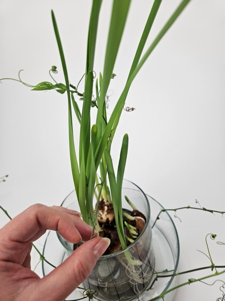 Lift the vines up one by one and start to twirl the stems through the paperwhite plants above