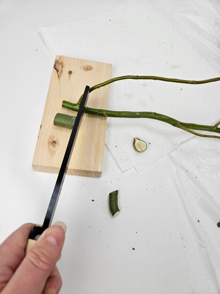 Measure out a willow twig with a side branch